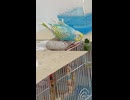 前のめりなりウトウトするインコのショート動画2026 6 29