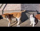 漁港の街で発見！道のど真ん中で寝転ぶ猫ちゃんが可愛すぎた