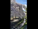 北区新琴似の安春川における満開桜 - 2026年4月29日 (Short video)