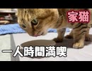 一人時間を満喫してましたが… 【元野良猫】
