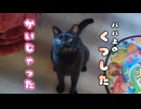 カリカリと水もオモチャにする猫