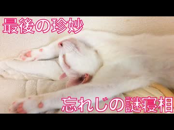 ウチューネコ、最後の珍妙謎寝相