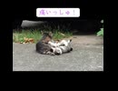 母ちゃんに甘えたい野良子猫