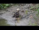 カルガモ親子かと思ったらカルガモ親子が来た