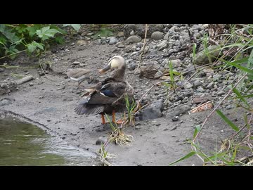 カルガモ親子かと思ったらカルガモ親子が来た