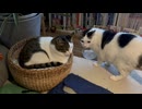 ナイト動画
