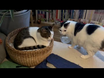 ナイト動画