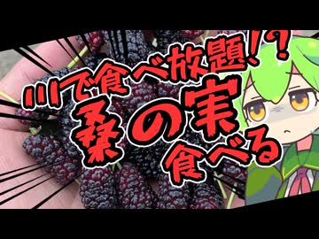 お腹がすいたら桑食べればいいじゃない