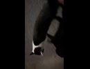 ネコですか？