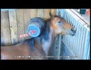 【リアダビ切り抜き】桶さんを頭に乗せて仲良く（圧）する吹雪（シュシュ2022）【シュシュブリーズ2026】