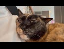 足の上に乗りにきた神社の猫のこっちゃん