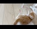 ヒモにじゃれる子猫がかわいい