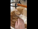 ゴロンして落ちそうになる猫さん