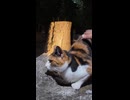 ちょっと暗くなって「猫の細道」を通ってみたらまた猫ちゃんいました