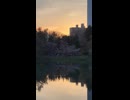 札幌・中島公園の菖蒲池で見た夕景 - 2026年4月30日 (Short video)