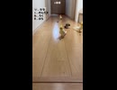【悲報】オカメインコ軍団、飼い主を襲撃する（可愛すぎ注意）