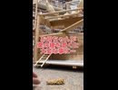 粟の穂争奪戦！オカメインコ大渋滞でまさかの大惨事！？