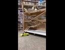 【密着】ミニカーに翻弄されるオカメインコのモモヒキ隊が面白すぎるｗ