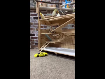【密着】ミニカーに翻弄されるオカメインコのモモヒキ隊が面白すぎるｗ