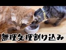【猫動画】猫3匹にアニモンダのミルキース ミルクポーションあげてみた。
