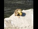 母カモはヒナが1羽だけはぐれたのを見逃さなかった【カルガモ親子】