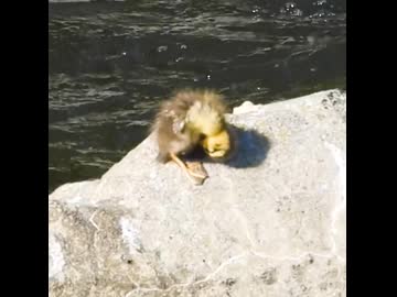 母カモはヒナが1羽だけはぐれたのを見逃さなかった【カルガモ親子】