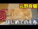 前から気になってた様です… 【元野良猫】