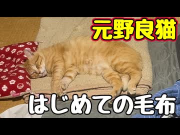 前から気になってた様です… 【元野良猫】