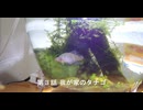 【寿命超えタナゴ】飼育#3/我が家のタナゴの紹介【第3話】/Rosy bitterling タナゴ飼育