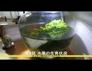 【寿命超えタナゴ】飼育#4/パールグラスの生育状況