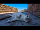 海釣り公園の猫、腰トントンした瞬間ゴロンｗｗｗ可愛すぎるwww