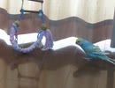 カーテンの下が気になるが…結局梯子を登るインコ 2026 6 30