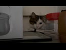 上半期おつかれさまでした