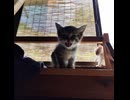 【歌ってみた】米津玄師さんの「眼福」をアカペラで歌わせていただきました！