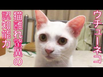 ウチューネコ、猫離れした認知能力を見せる