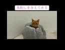 ごぼう巻きになる猫