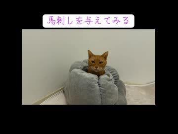 ごぼう巻きになる猫