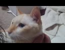 拾いねこ＠生後5075/1000日目　雪風生誕1000日記念、おめでとうーーー！！