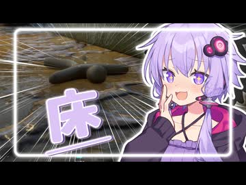【めっちゃカメレオン】隠れ隠されゆかりさん