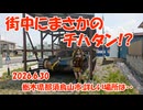 街中にまさかのチハタン（旧日本軍戦車）が!?　栃木県那須烏山市某所(2026/6/30撮影)
