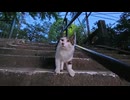 夕方の神社に行ったら猫たちの集会が始まってたｗｗ