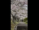 ナデンとソメイヨシノを鑑賞。手宮公園の桜の景色 - 2026年5月2日 (Short video)