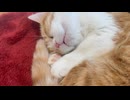 足の上で丸くなって寝ている猫さん□