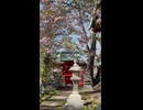 小樽の水天宮に再訪！ただし、桜の見頃は逃した模様（汗） - 2026年5月2日 (Short video)