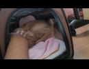 家族に置いていかれて傷心の猫を慰める30歳独身男性の図
