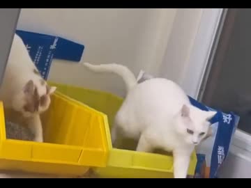 ホモと見るトイレの後に流さないネコを見てたまげるネコ