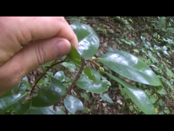 【キノコ】梅雨の虫草探し