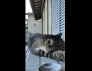 寝てたはずが…ちゅーるの気配で即覚醒する猫□