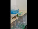 小松菜喰らうインコ　近くにキンカチョウ　ショート動画2026 7 1