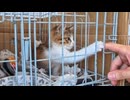 【癒やし】橋の下のちゃんぽん屋さんの新入社員、まさかの子猫だったｗ
